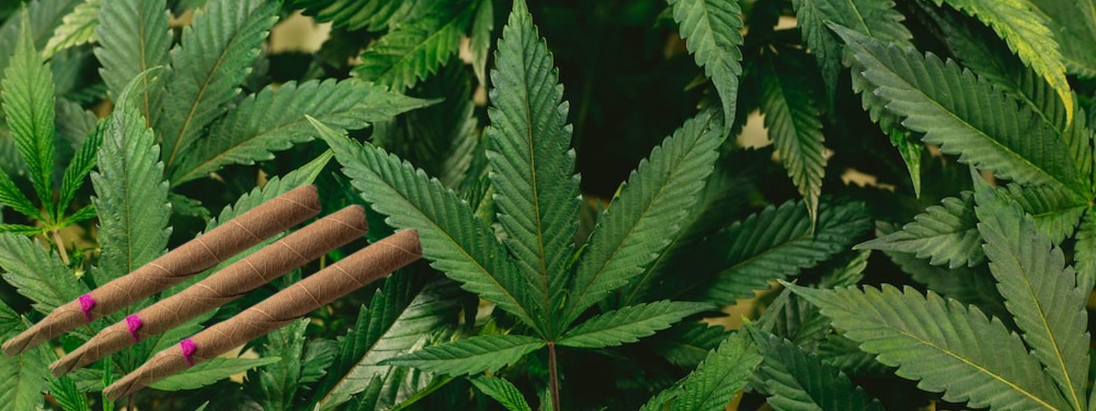 Budget 2023 | Sri Lanka to allow marijuana for exports? Tax on Beedi sticks to be hiked